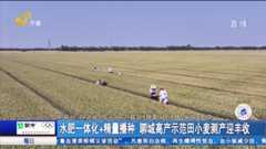 水肥一体化+精量播种 聊城高产示范田小麦测产迎丰收