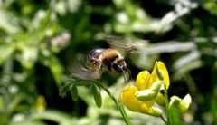 Zum ersten Mal in der Geschichte stehen Wildbienen auf der Liste der gefährdeten Arten in der ...