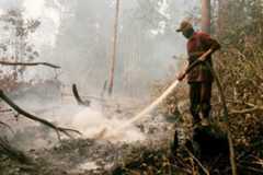 A firefighter puts out fires in a peatland in Indonesia.