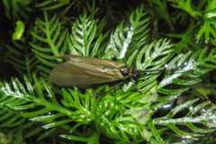 A caddisfly in the Oligotricha genus.