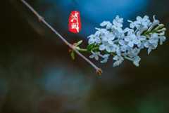 清明扫墓