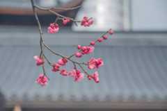 闰二月是哪一年