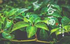 谷雨是什么季节
