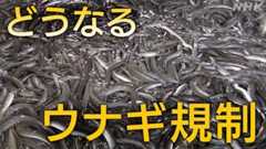 ニホンウナギも輸出規制に？ワシントン条約 日本への影響は…