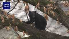 環境省 クマ対策 今年度補正予算案に約34億円計上