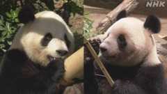 上野動物園の双子のパンダ 来月中国に返還へ 国内ゼロ頭に