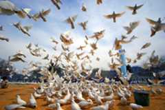 In the north of Afghanistan, the symbols of peace fly freely in the grounds of the historic Hazrat-i-Ali mosque, in city of Mazar-i-Sharif.  The photo has graced thousands of locations across Afghanistan since its adoption as UNAMA's Peace Day poster.