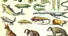 screenwriter species
