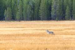 A lone wolf stands in Yellowstone National Park in September. Credit: Jacob W. Frank/NPS