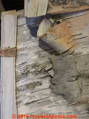 Ojibwe winter birch bark structure detail (D) Daniel Friedman