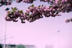 12 Months of film – April: April Everlasting