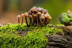 the emerging threat of fungal pathogens