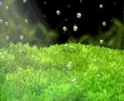 冒泡排序的思想