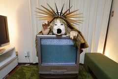 f:id:Arufa:20160530101547j:plain f:id:Arufa:20160530101547j:plain