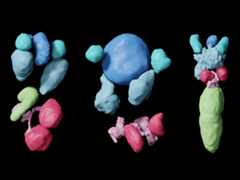 CT scans of diagnostic reproductive anatomy of 3 Malagasy leeches, new species to the right