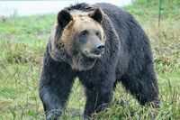 出川哲朗はクマとキス、藤原喜明は檻の中で生身バトル…“今じゃ絶対放送禁止”の対クマTV番組エピソード