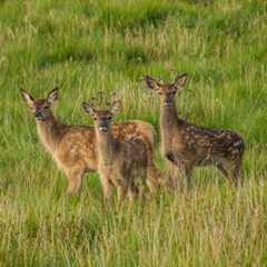 Jura Passenger Ferry Image