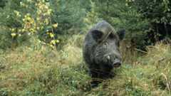 Veszélyt jelentettek a Szentendrei-szigetről, érdemes tájékozódni a korlátozásokról