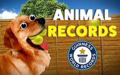 Animals breaking world records 🐶