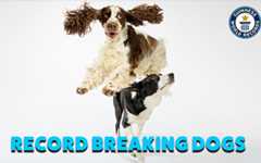 Record-breaking duo Bonnie and Simba!