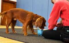 Record-breaking dog inserts coins into piggy bank!