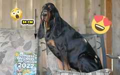 Lou, the dog with the LONGEST ears thumbnail