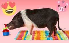 joy the pig on colourful carpet