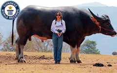 Tallest water buffalo!