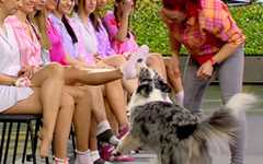 Most socks removed by a DOG in 1 minute 🐶