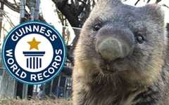 World's OLDEST WOMBAT!