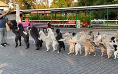 dogs in line doing conga