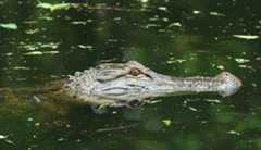 Alligator in North Carolina’s Cape Fear River Close-up of an alligator partially submerged in green water with only its snout and eyes visible.