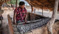 Smoked perch A woman arranges dozens of small fish on several rods to be smoked.