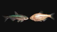 Blind cavefish Photo of surface-dwelling Mexican tetra on the left and a blind cave fish on the right. The color of the blind cavefish is much paler and pinker than its counterpart.