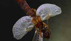 Earwig unfurled An earwig with extended wings that are full of wrinkly creases