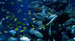 Ennyi volt: szinte biztos, hogy eltűnnek a korallzátonyok