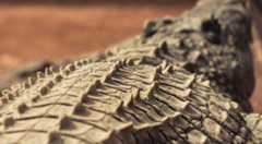 Ismeretlen tengeri krokodilfajt találtak Egyiptomban