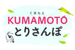 KUMAMOTOとりさんぽ