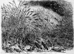 Grasshoppers, 1874 Grasshoppers, 1874