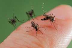 Le moustique tigre, le bzzz de l’été 2024