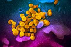 Vaccins : un coronavirus, ça mute énormément