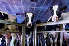 Les derniers secrets de Lactalis