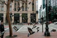 Faux comptes : Twitter est-il cuit-cuit ?