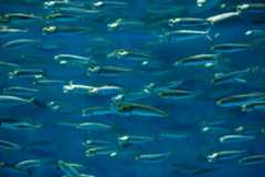 Sardines, fermez le ban !