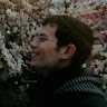 vitis