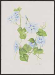 watercolor illustration of the Heavenly Blue Morning Glory (Ipomoea tricolor)