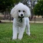 White dog — Dogoverboard in Adamstown, NSW
