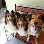 Three dogs — Dogoverboard in Adamstown, NSW
