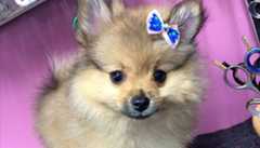 Dog with ribbon — Dogoverboard in Adamstown, NSW
