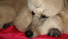 Dog — Dogoverboard in Adamstown, NSW